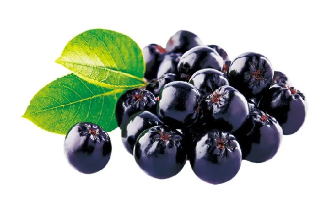 銀川伊百盛生物工程有限公司 銀川伊百盛生物工程有限公司